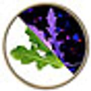 Yarok Technology Transfer logo